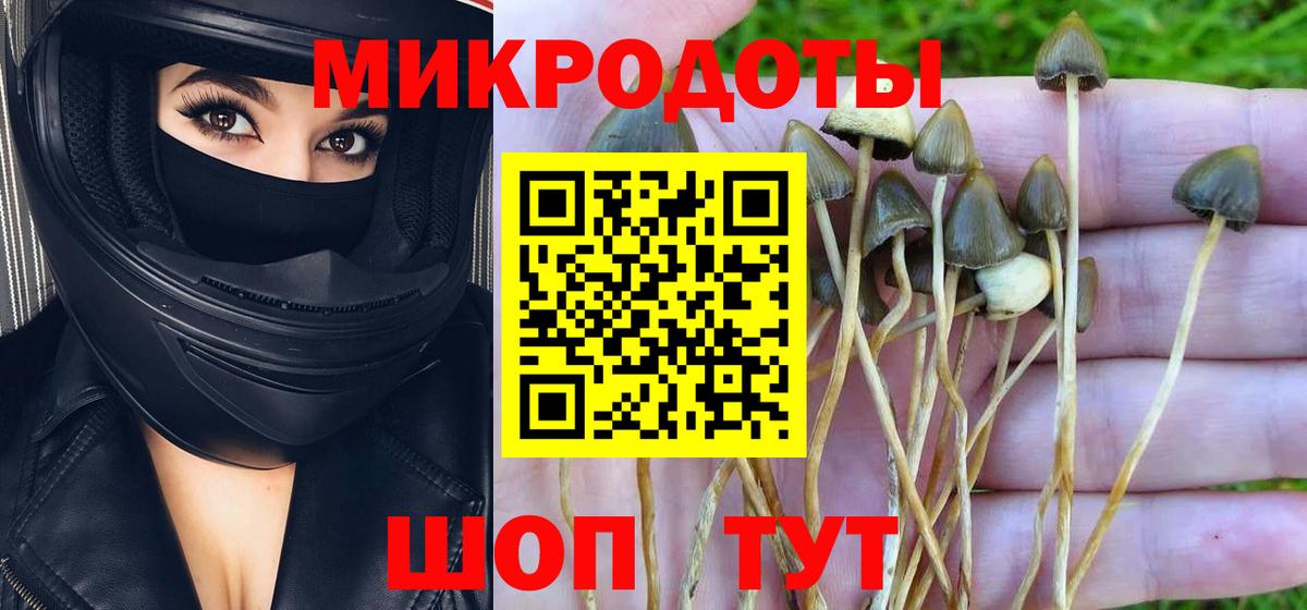 Псилоцибиновые грибы мицелий Кузнецк